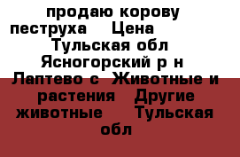 продаю корову (пеструха) › Цена ­ 65 000 - Тульская обл., Ясногорский р-н, Лаптево с. Животные и растения » Другие животные   . Тульская обл.